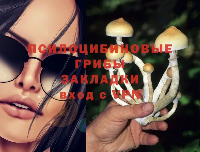 Галлюциногенные грибы Psilocybe  Теберда 